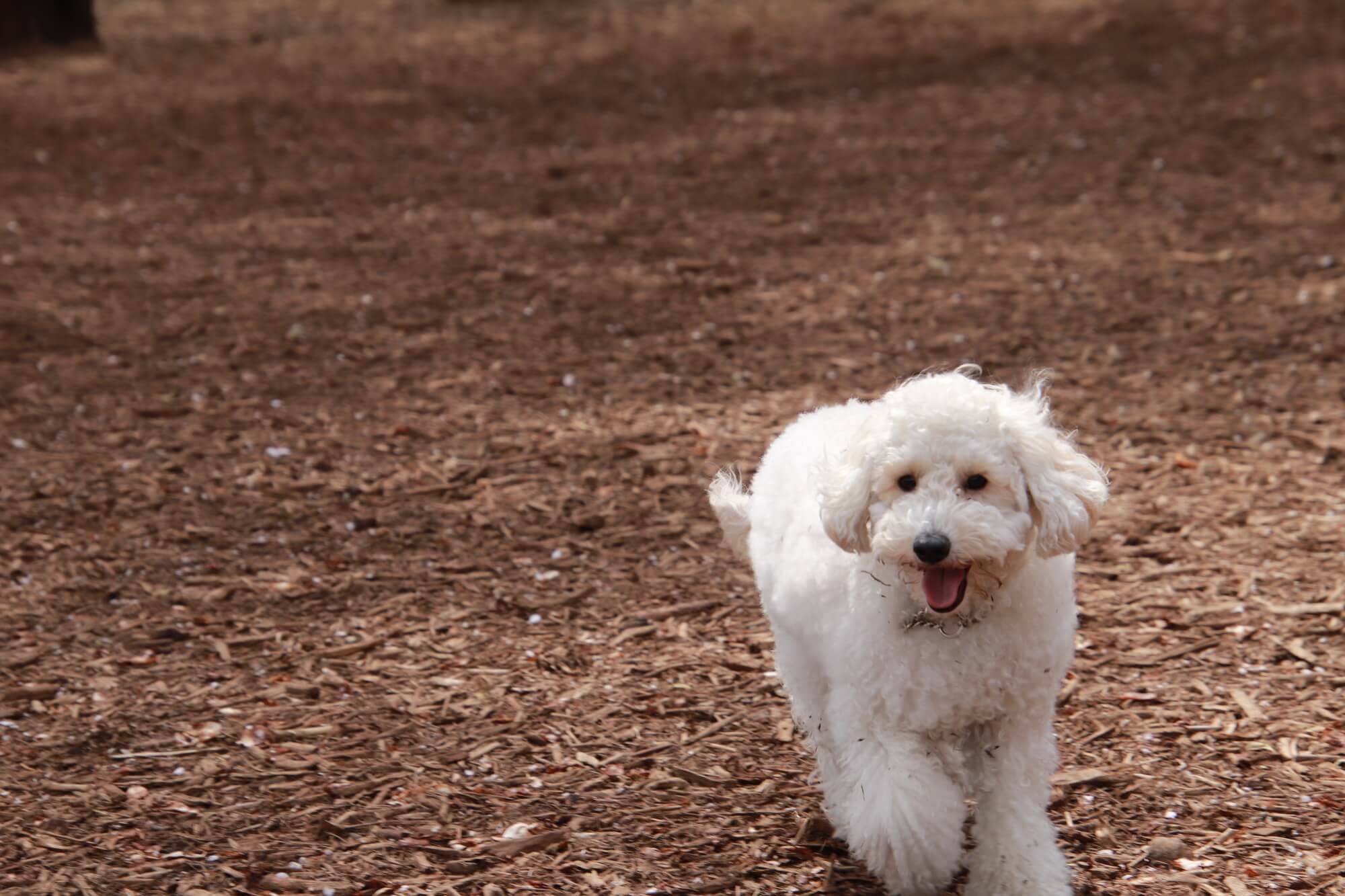 オーストラリアン・ラブラドゥードルとはどんな犬？